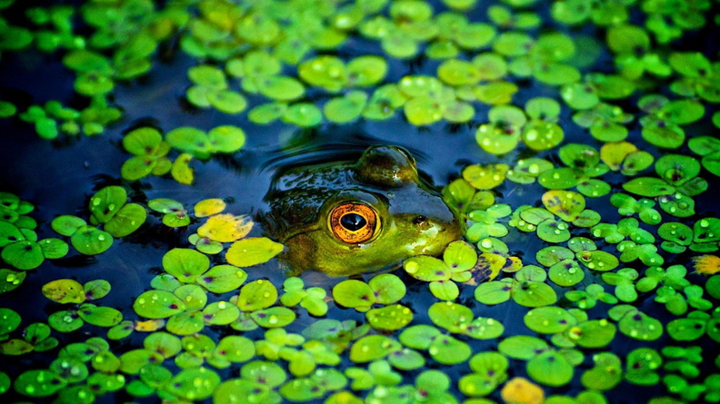 frogs-Animal photography wallpaper Wallpaper 2560x1600[10wallpaper.com]